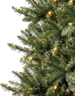 California Fir Trees