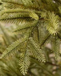 Calistoga Ornament® Trees