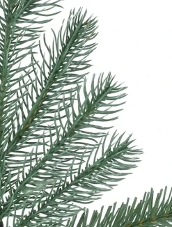 Cathedral Fir Trees