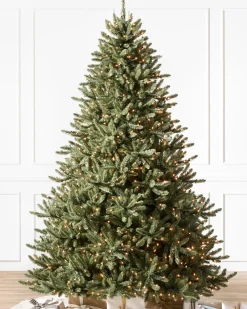 Classic Blue Spruce Trees