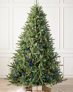 Classic Blue Spruce Trees