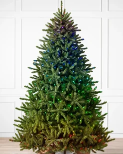 Classic Blue Spruce Trees