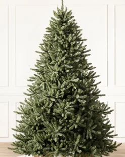 Classic Blue Spruce Trees