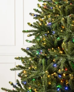 Classic Blue Spruce Trees