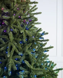 Classic Blue Spruce Trees
