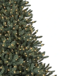 Classic Blue Spruce Trees