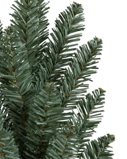 Classic Blue Spruce Trees