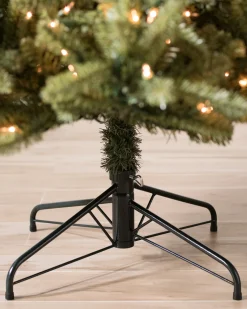 Classic Blue Spruce Trees