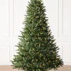 Classic Evergreen Spruce Trees
