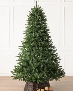 Classic Evergreen Spruce Trees