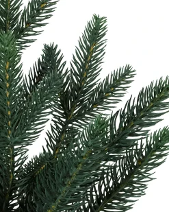 Colorado Mountain Spruce® Trees