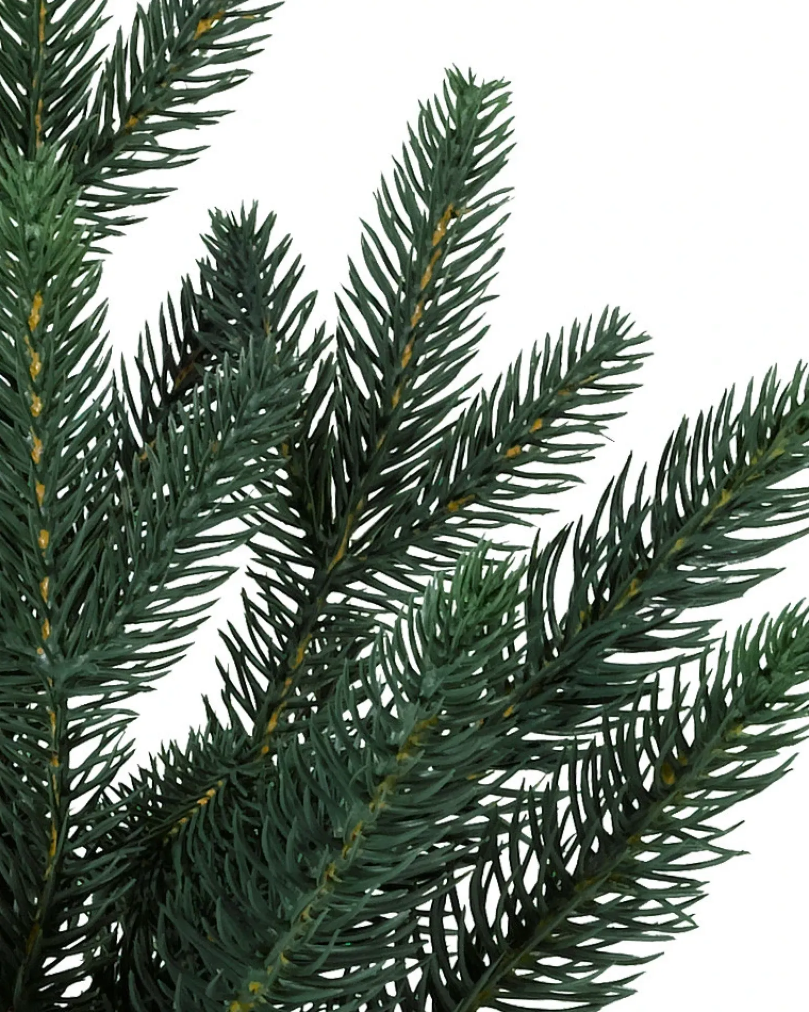 Colorado Mountain Spruce® Trees