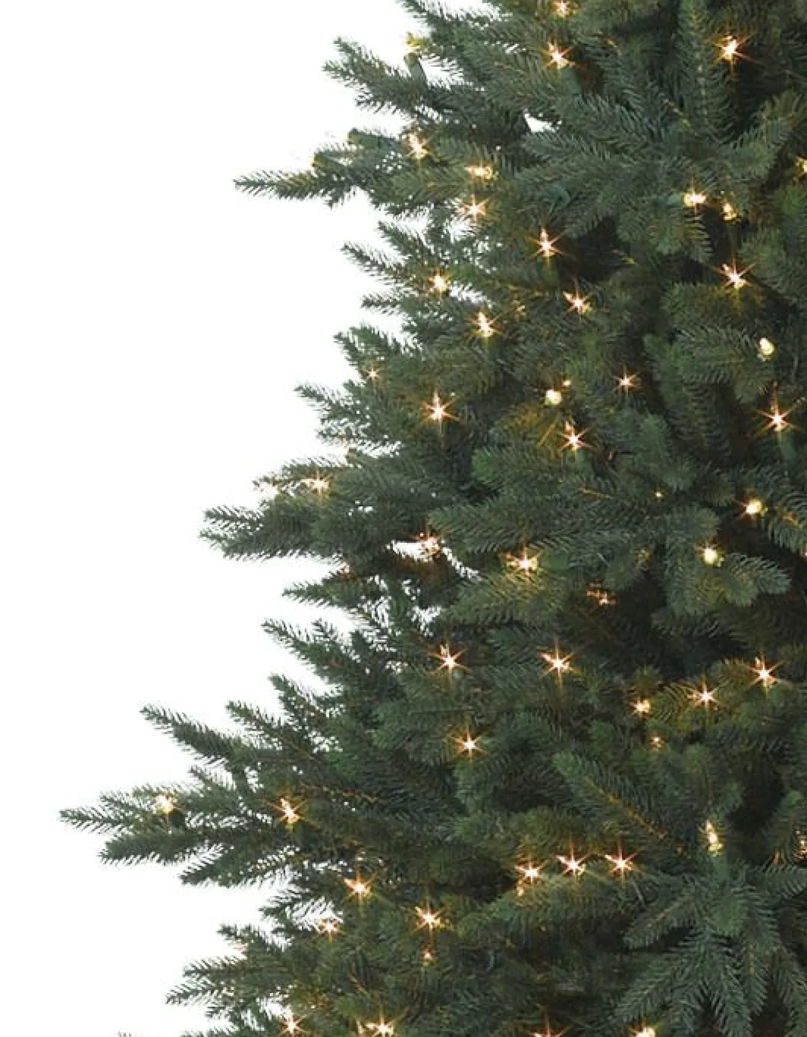 Colorado Mountain Spruce® Trees