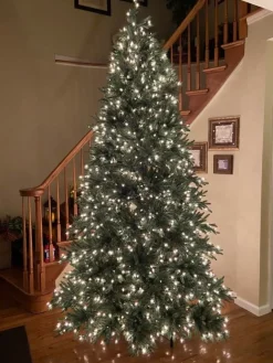 Colorado Mountain Spruce® Trees