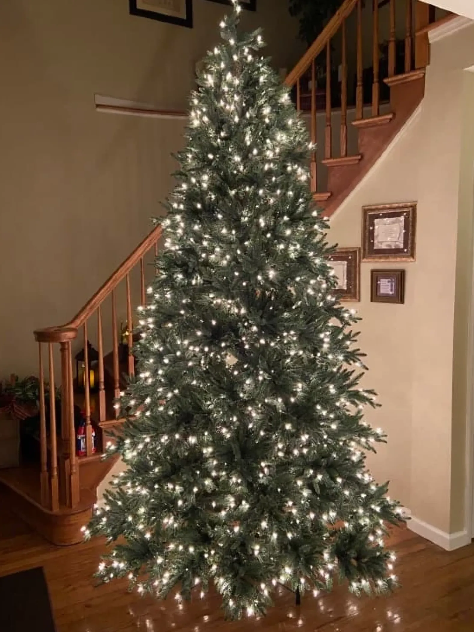 Colorado Mountain Spruce® Trees