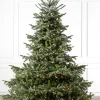 European Fir Trees