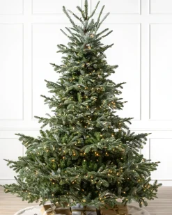 European Fir Trees