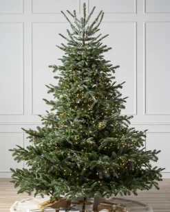 European Fir Trees