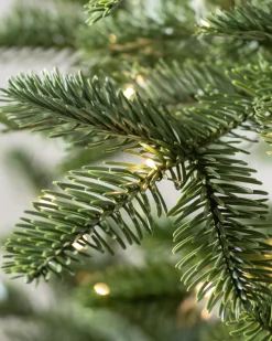 European Fir Trees