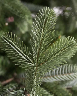 European Fir Trees