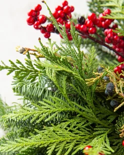 Fresh Cedar Forest Foliage