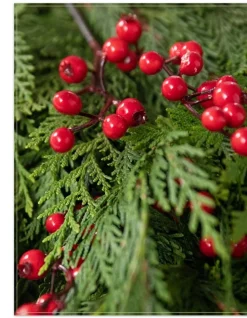 Fresh Cedar Grove Foliage