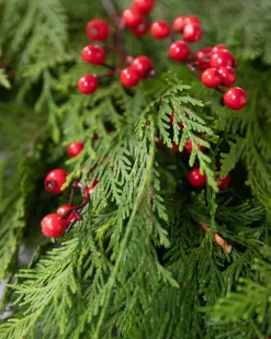 Fresh Cedar Grove Foliage