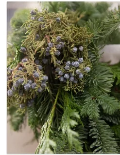 Fresh Evergreens & Juniper Berry Foliage