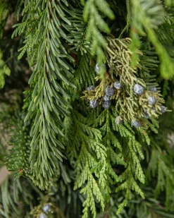 Fresh Evergreens & Juniper Berry Foliage