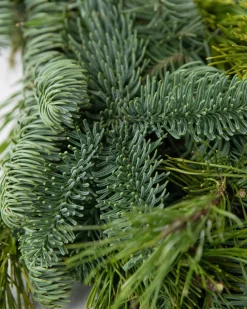 Fresh Noble Fir Woodland Foliage