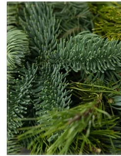 Fresh Noble Fir Woodland Foliage