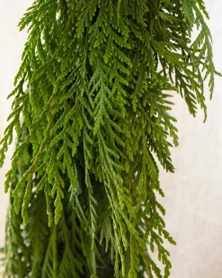 Fresh Wispy Cedar Foliage