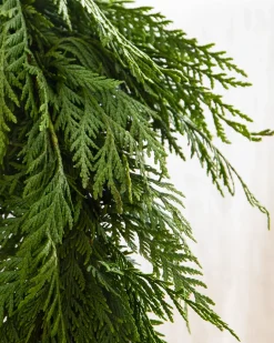 Fresh Wispy Cedar Foliage