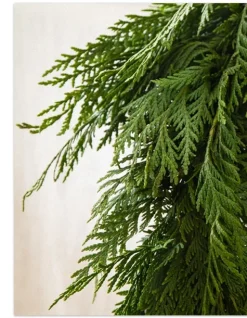 Fresh Wispy Cedar Foliage