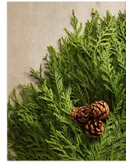 Fresh Wispy Cedar Foliage