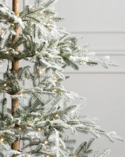 Frosted Alpine Balsam Fir Trees