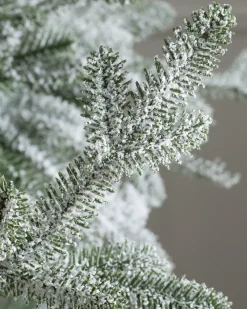 Frosted Alpine Balsam Fir Trees