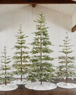 Frosted Alpine Balsam Fir Trees