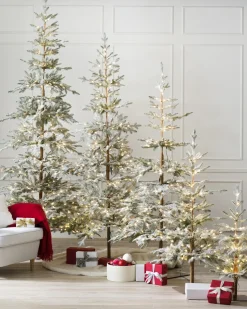 Frosted Alpine Balsam Fir Trees