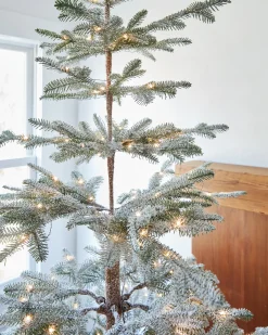 Frosted Alpine Balsam Fir Trees