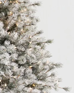 Frosted Sugar Pine Trees