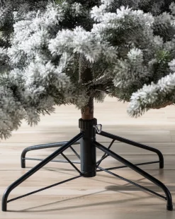 Frosted Yukon Spruce Trees