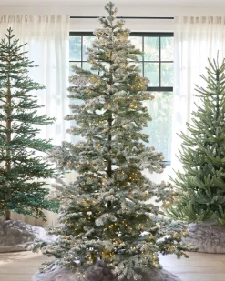 Frosted Yukon Spruce Trees