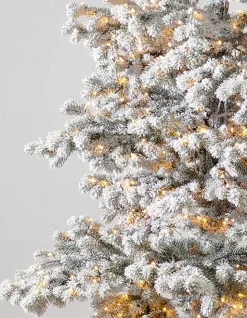 Frosted Yukon Spruce Trees