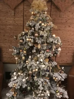 Frosted Yukon Spruce Trees