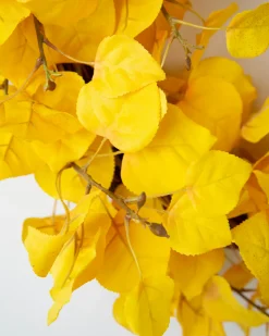 Golden Aspen Foliage
