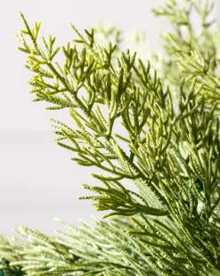 Grand Canyon Cedar® Trees