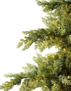 Grand Canyon Cedar® Trees