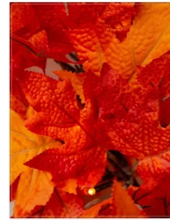Outdoor Autumn Maple Foliage