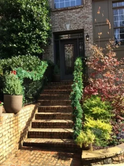 Outdoor Beacon Hill Cypress Foliage